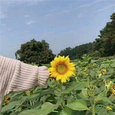 蓬莱奇谭bt变态版下载